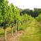 Mersea Island Vineyard