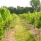 Mersea Island Vineyard
