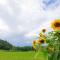 Wrapped In Nature, Nesteled In Comfort , - Mokronog