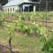 Ironbark Hill Villa 6 Cabernet Franc