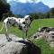 Chalet Les Chevreuils in Corbeyrier - Corbeyrier