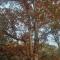 3BR Pet Friendly Cottage Mathias WV - Mathias