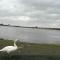Estuary view Farmhouse - Killadysert