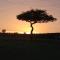 Mtito Safari camp limited - ماساي مارا