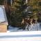 The Zzzz Moose Camping Cabins