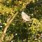 Veluwepark Reewold #Chalet Buizerd# tussen het bosrijke Putten en Garderen
