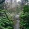 Cozy Otways Accommodation - Beech Forest