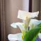Woodall Country House and Spa
