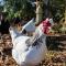 Elgin Self Catering Holiday Cottage