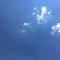 Stockrose