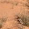 Star line for Desert camping and activities - Badīyah