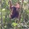 Ustin Nagoya Bukit Lawang Orangutan Trekking & transport only book with us - 武吉拉旺