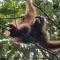Ustin Nagoya Bukit Lawang Orangutan Trekking & transport only book with us - 武吉拉旺