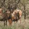 Thaba eNtle Private Boutique Game Farm