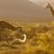 Samara Karoo Reserve