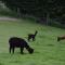 Bruce Farm Alpaca Cabin 4 by Tiny Away - Balclutha