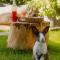 Green Land Bubble Glamping