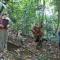Ida Guest House & JUNGLE TREKKING - 武吉拉旺