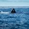 Shores of Maui 215 Dramatic Ocean Views Steps to the Beach Renovated AC 5964 - كيهي