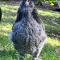 Serene Farm Stay, Modern 3BD, Central Tilba near Mystery Bay! Pets OK