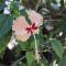 Hotel Hibiscus