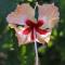 Hotel Hibiscus