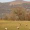 Cowshed in the Black Mountains