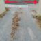 Budget Ceduna Homestay