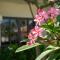Blooming Lotus Resort Spa - Phan Thiết