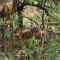 5 Sleeper Bushcamp Chalet Hartbeespoort