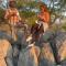 Abenab Lodge & Tours cc - Grootfontein Abenab Lodge & Tours cc - Grootfontein