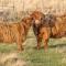 Rustic Cabins, sea views from rewilded farm with Highland Cows