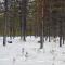 Borealis Village 3 with a Nature View, Fireplace, Sauna, Kitchen - Muonio