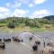 King Elephant, Homestay Pinnawala - Rambukkana