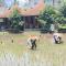 Tereng Wilis bungalows