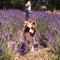 Lavender Cottage at Nannup Lavender Farm