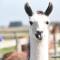 Glamping with Llamas - 维斯贝希