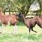 Glamping with Llamas