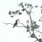 Pelican View Cottages