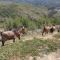 Spacious, quiet with stunning pine forest views - 马赛
