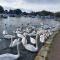 Mudeford Swans