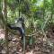 Jungle treking & Jungle Tour if you want to stay here,you must book treking only with us - 武吉拉旺