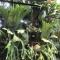 GUS ARDITYA HOMESTAY - 乌布