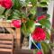 Miaoli Sanyi Travelling Homestay
