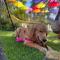 Pousada Serra das Araucárias PetFriendly - CÃOFÉ da manhã Pet