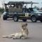 Sounds of Kruger Safari Villa - Marloth Park