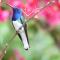 Finca Ecoturistica San Javier - 伊瓦格