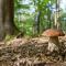 Chalet The Fox by Interhome