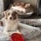 Kitts Cottage, Redruth, Cosy Cornish Retreat