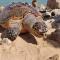 Turtles Beach Resort- Hurghada - 赫尔格达